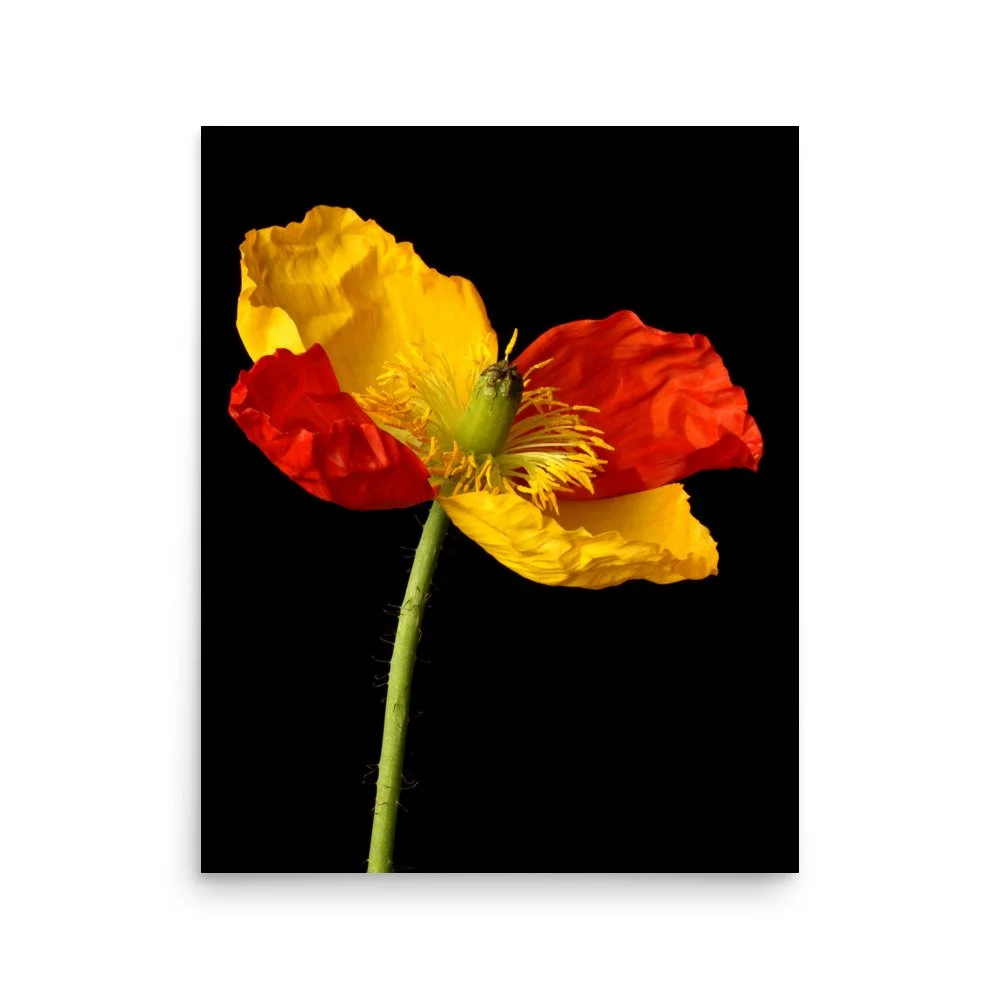 enhanced-matte-paper-poster-(in)-16x20-front-6a91ac74335f9.jpg