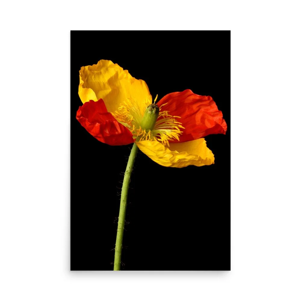 enhanced-matte-paper-poster-(in)-24x36-front-6a91ac7433f1b.jpg