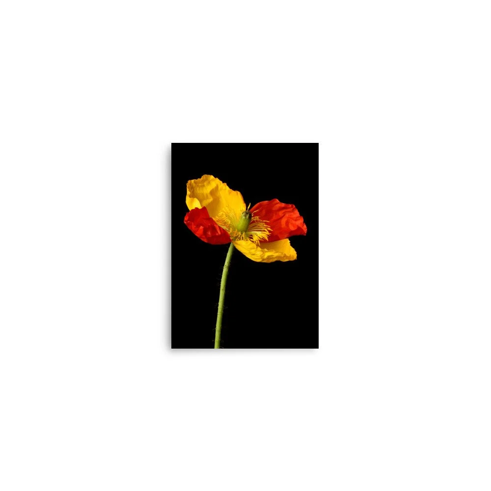 enhanced-matte-paper-poster-(in)-5x7-front-6a91ac7433fb5.jpg