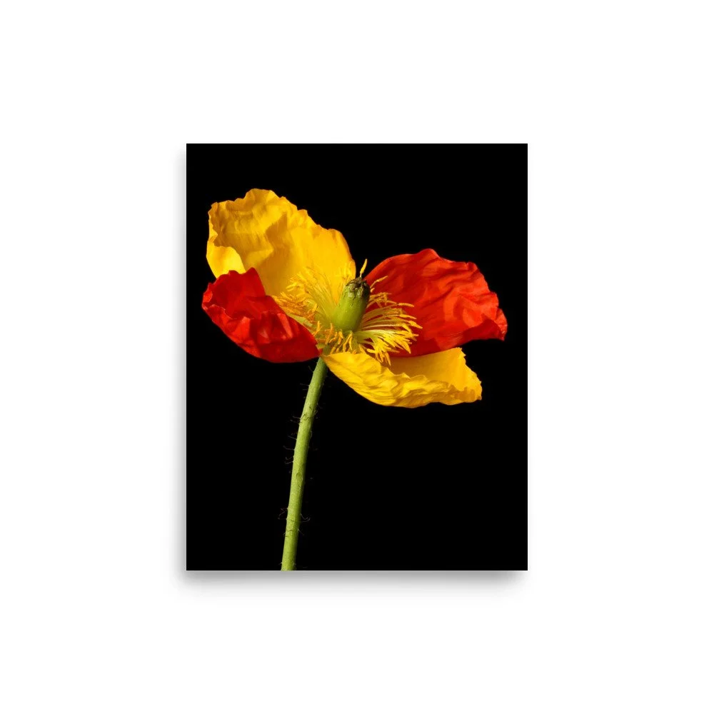 enhanced-matte-paper-poster-(in)-8x10-front-6a91ac7434029.jpg