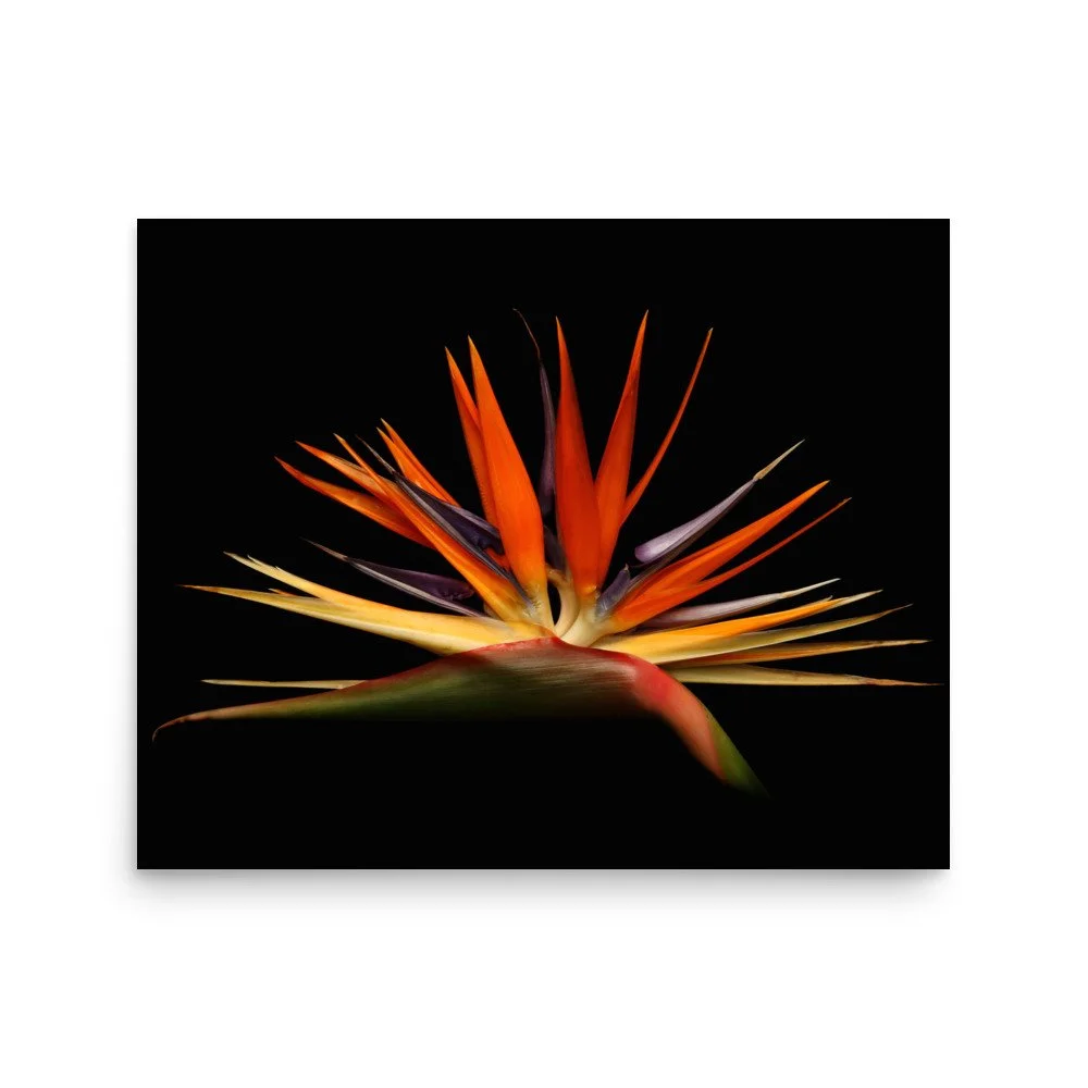 enhanced-matte-paper-poster-(in)-16x20-front-6a91cd13c1332.jpg