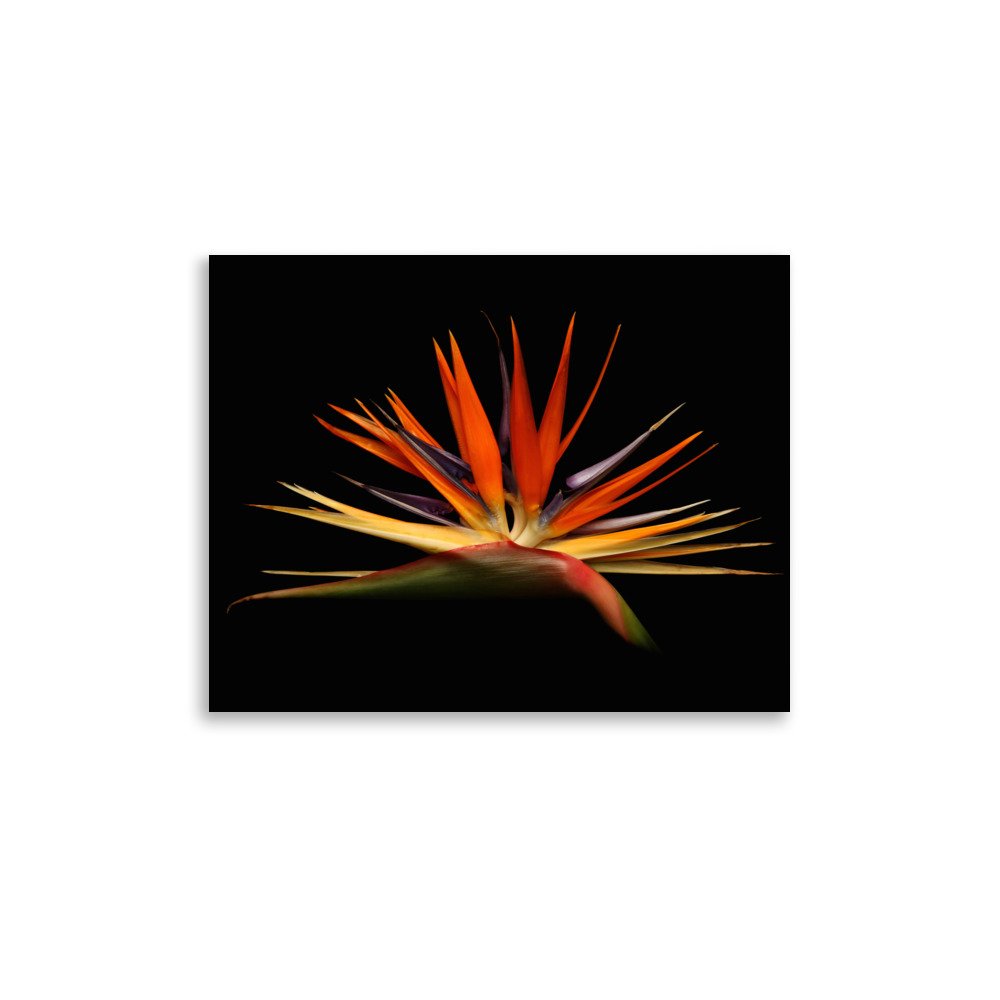 enhanced-matte-paper-poster-(in)-11x14-front-6a91cd13c1bba.jpg