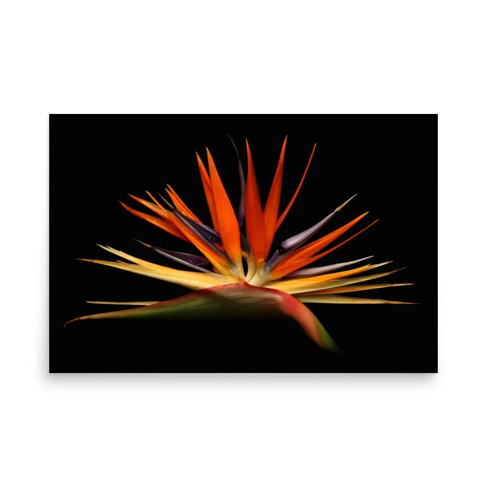 enhanced-matte-paper-poster-(in)-24x36-front-6a91cd13c1c45.jpg