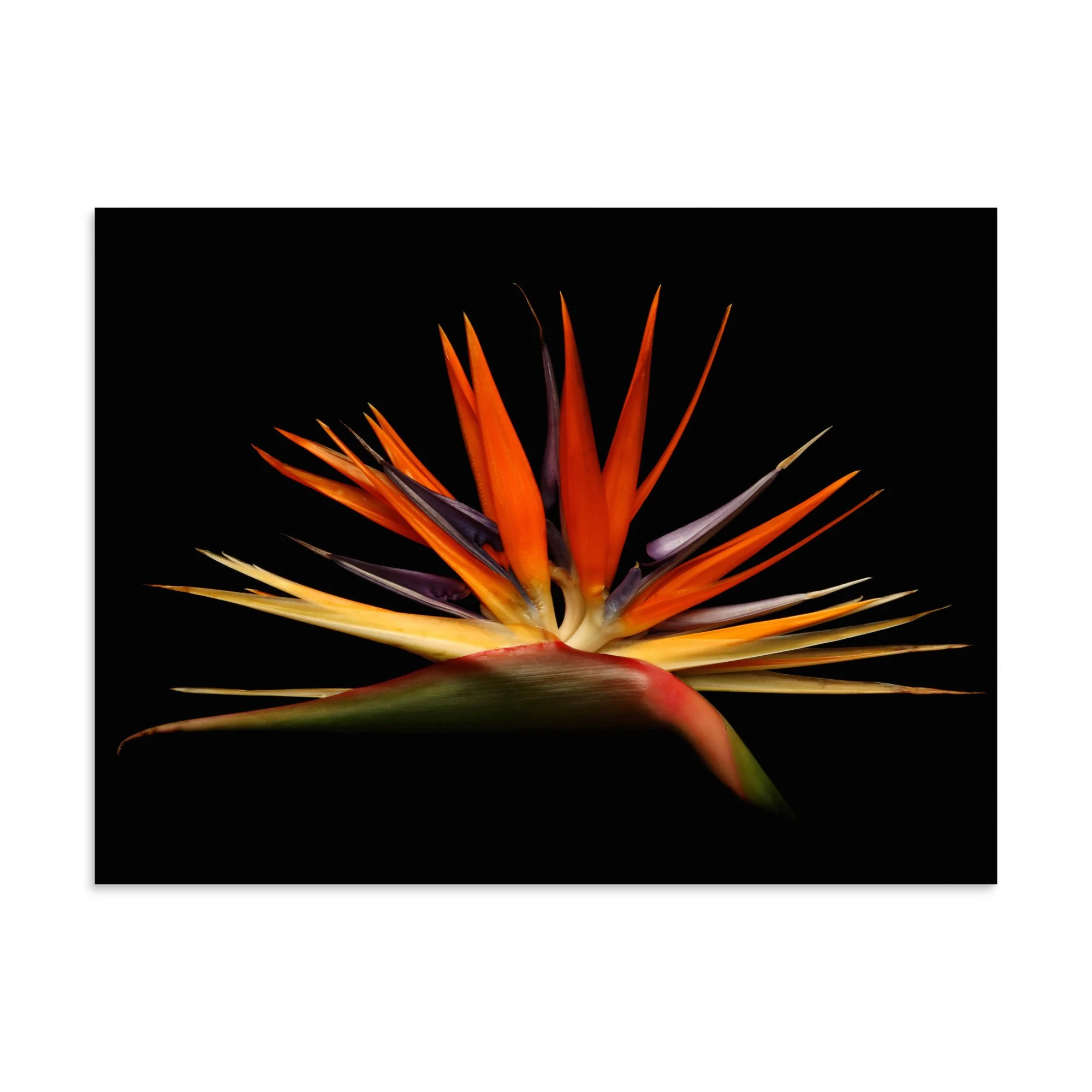 enhanced-matte-paper-poster-(in)-30x40-front-6a91cd13c1c8b.jpg