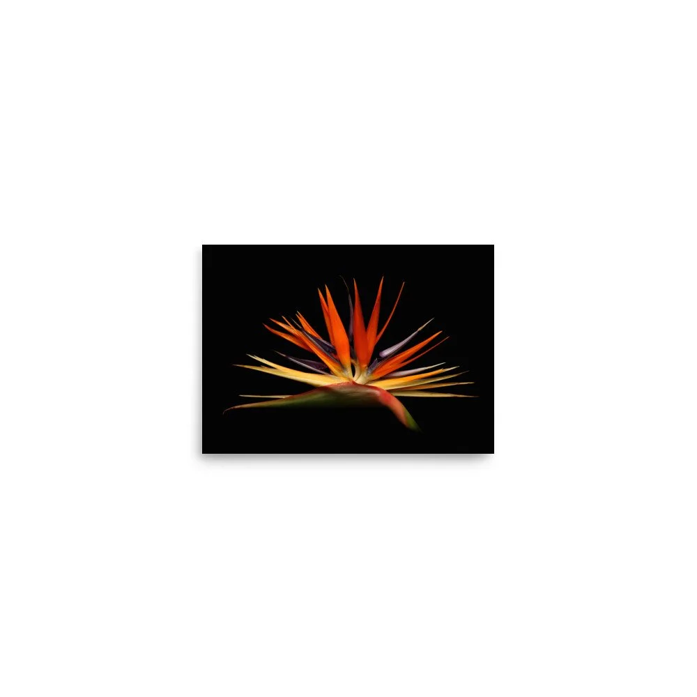 enhanced-matte-paper-poster-(in)-5x7-front-6a91cd13c1caa.jpg