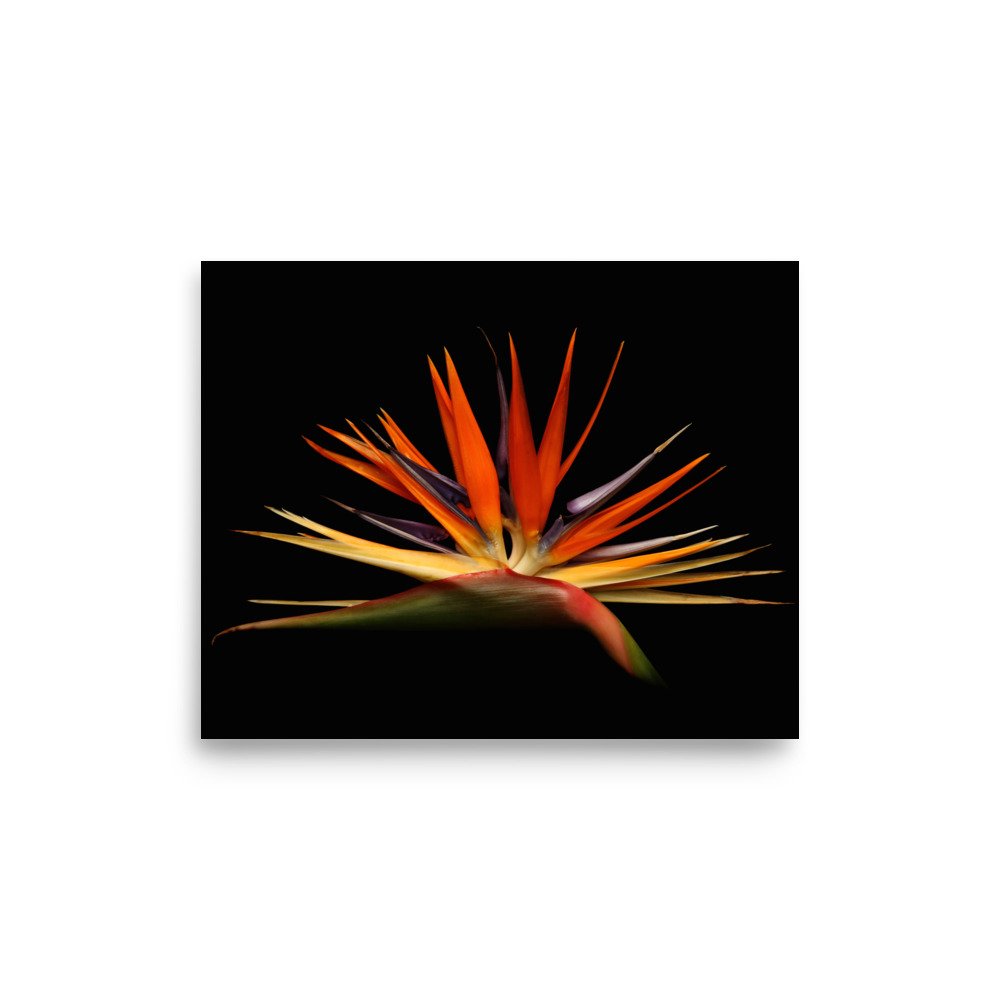 enhanced-matte-paper-poster-(in)-8x10-front-6a91cd13c1ce9.jpg