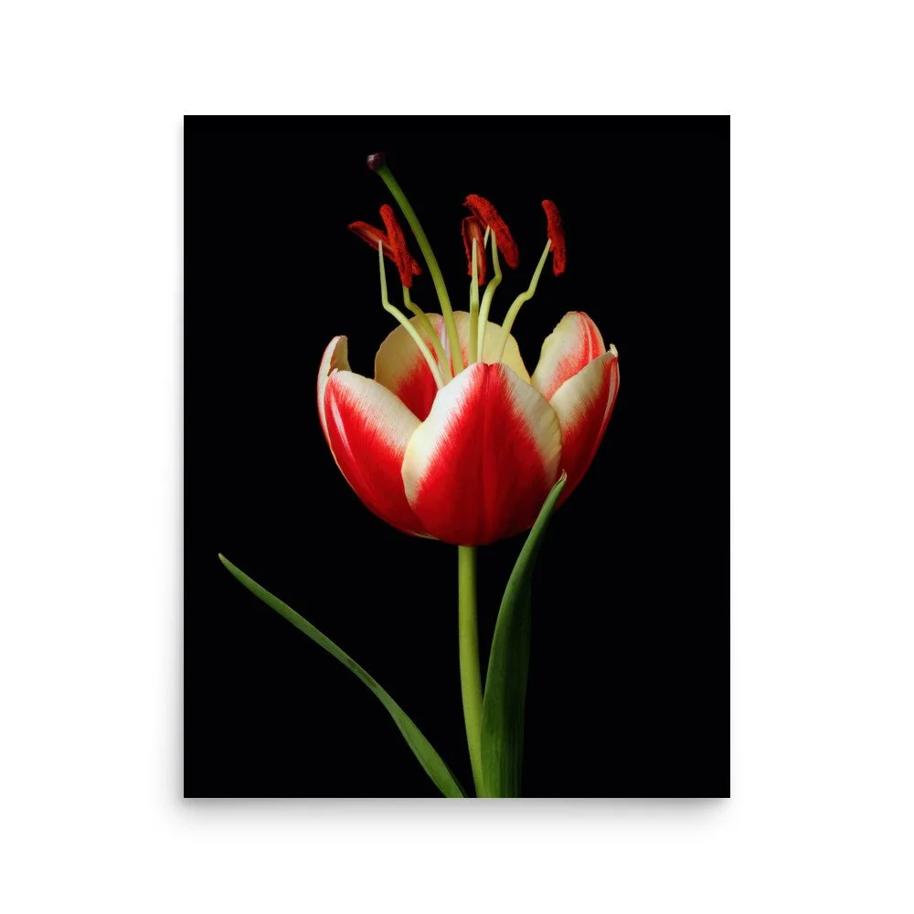 enhanced-matte-paper-poster-(in)-16x20-front-6a91d4371424d.jpg