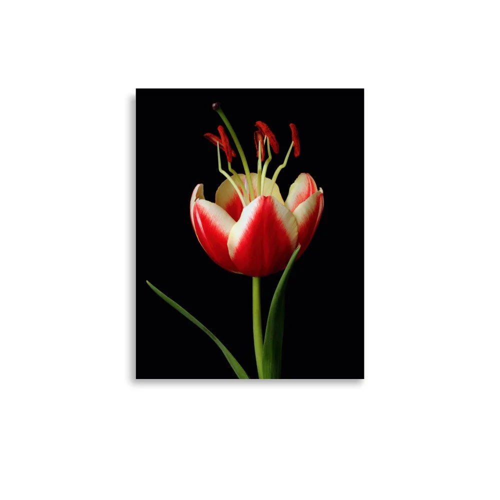 enhanced-matte-paper-poster-(in)-11x14-front-6a91d4371522a.jpg