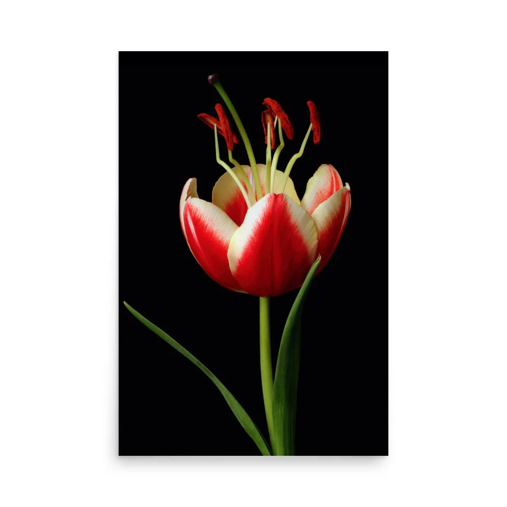 enhanced-matte-paper-poster-(in)-24x36-front-6a91d43715300.jpg