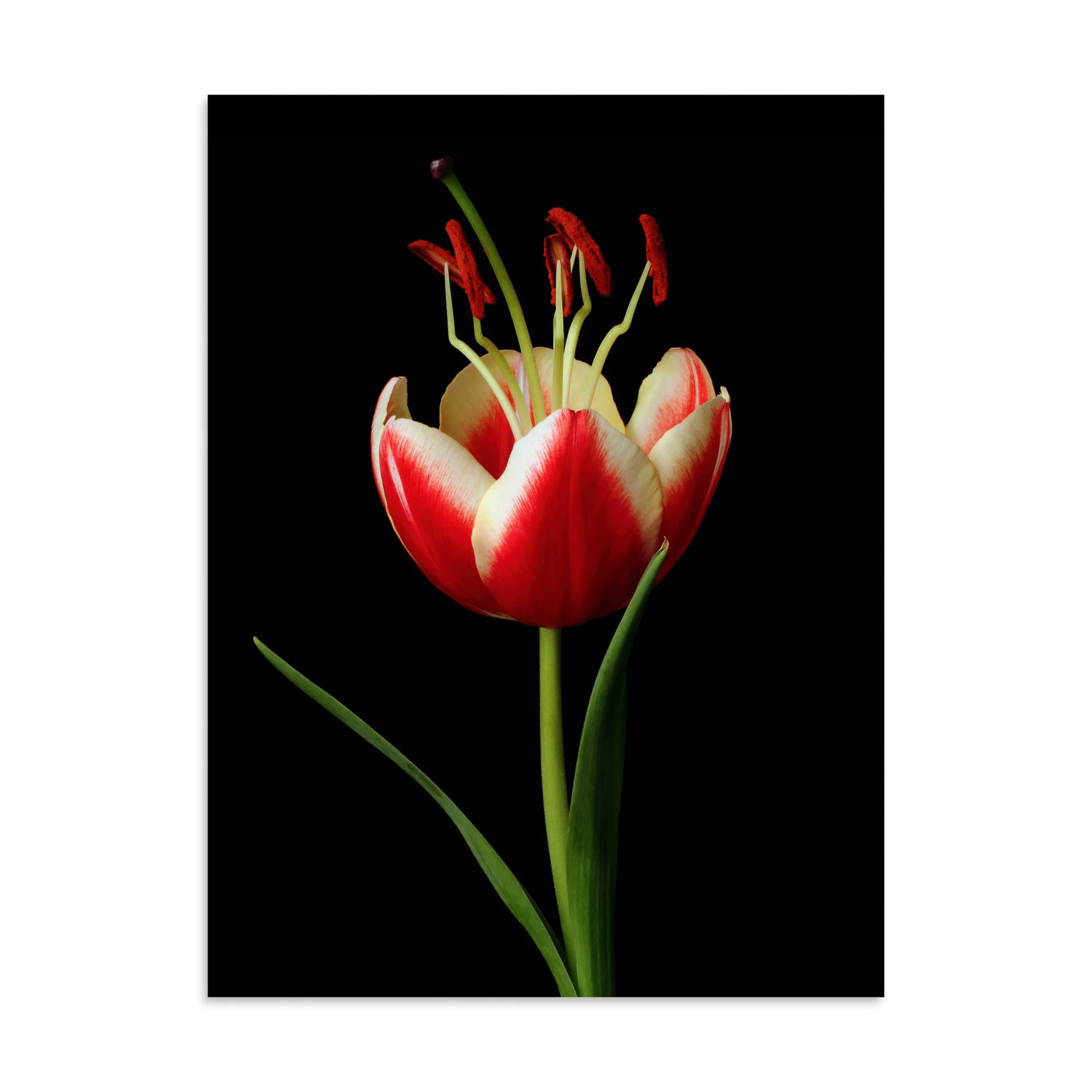 enhanced-matte-paper-poster-(in)-30x40-front-6a91d4371536f.jpg