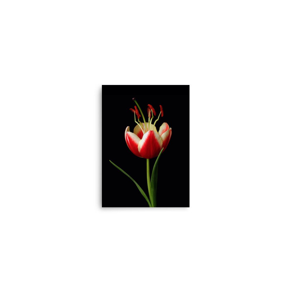 enhanced-matte-paper-poster-(in)-5x7-front-6a91d437153a6.jpg