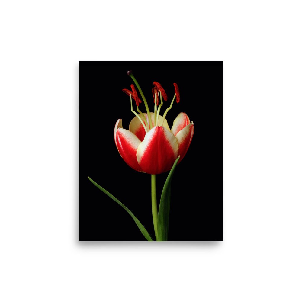 enhanced-matte-paper-poster-(in)-8x10-front-6a91d437153fc.jpg