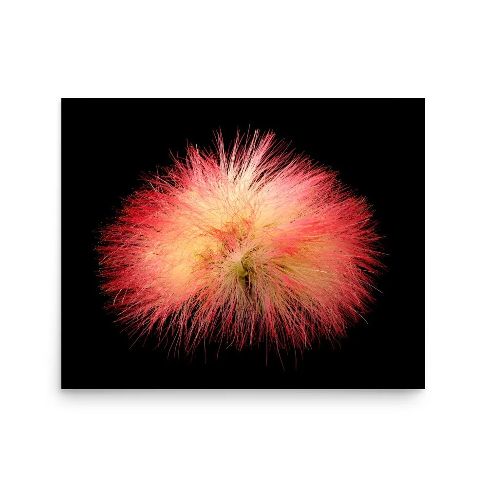 enhanced-matte-paper-poster-(in)-16x20-front-6a91d5622ca0d.jpg