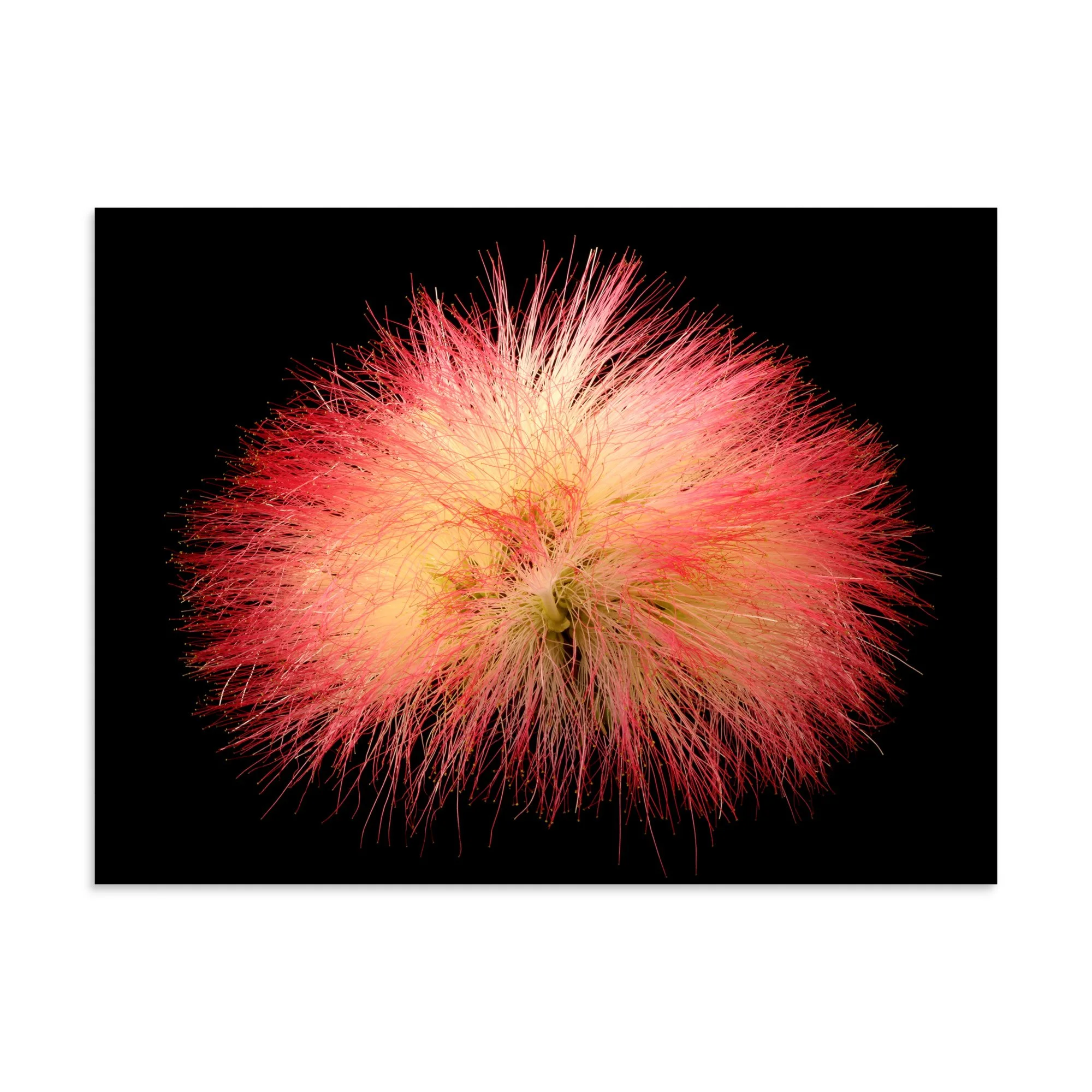 enhanced-matte-paper-poster-(in)-30x40-front-6a91d5622d987.jpg