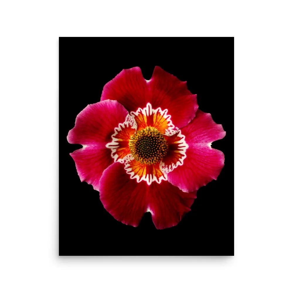 enhanced-matte-paper-poster-(in)-16x20-front-6a92e2098254b.jpg