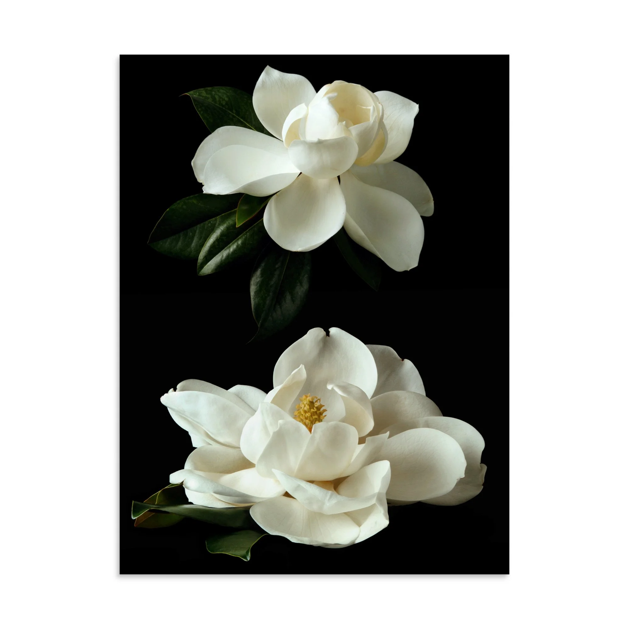 enhanced-matte-paper-poster-(in)-30x40-front-6a9c1abd704f6.jpg