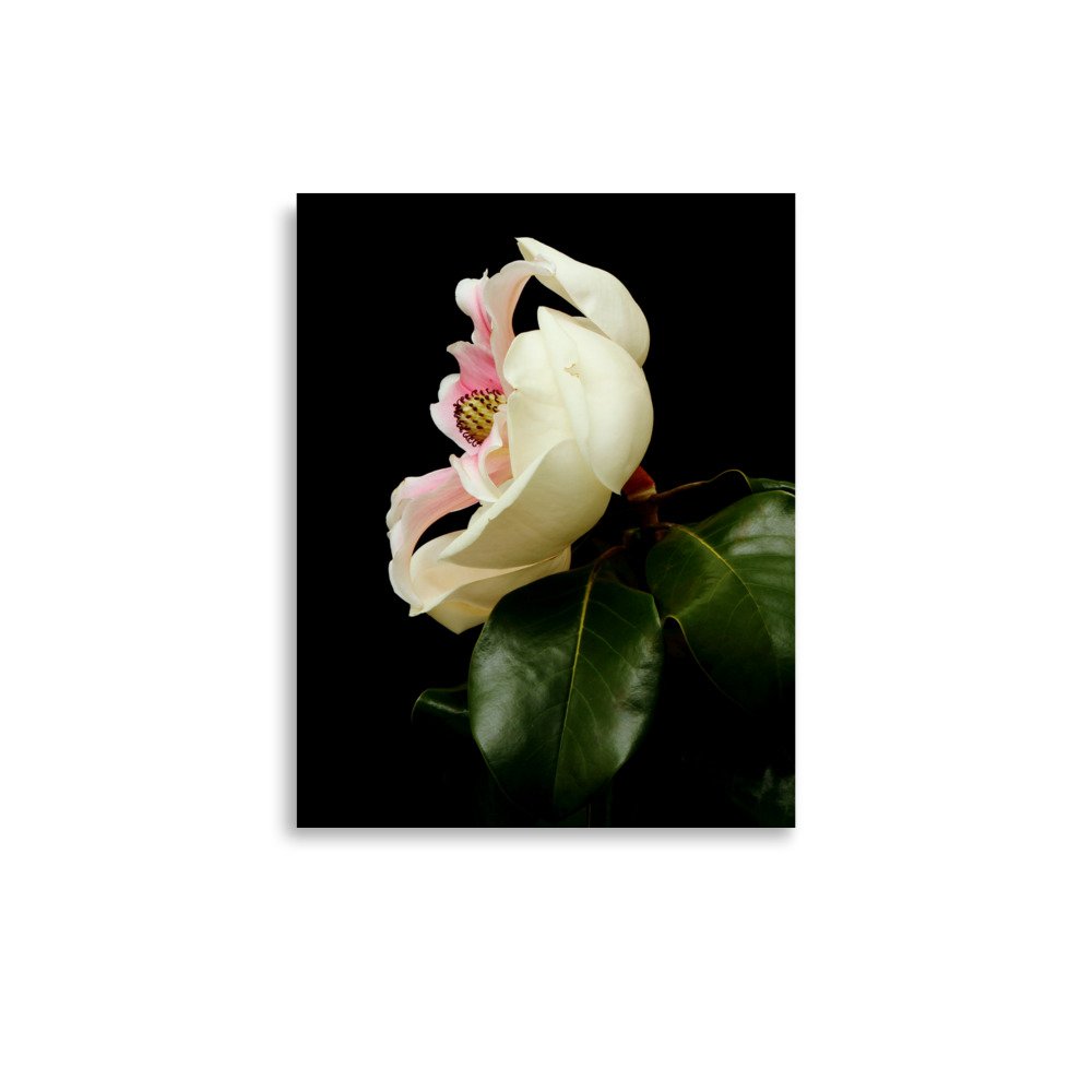 enhanced-matte-paper-poster-(in)-11x14-front-6a9d7cffac657.jpg
