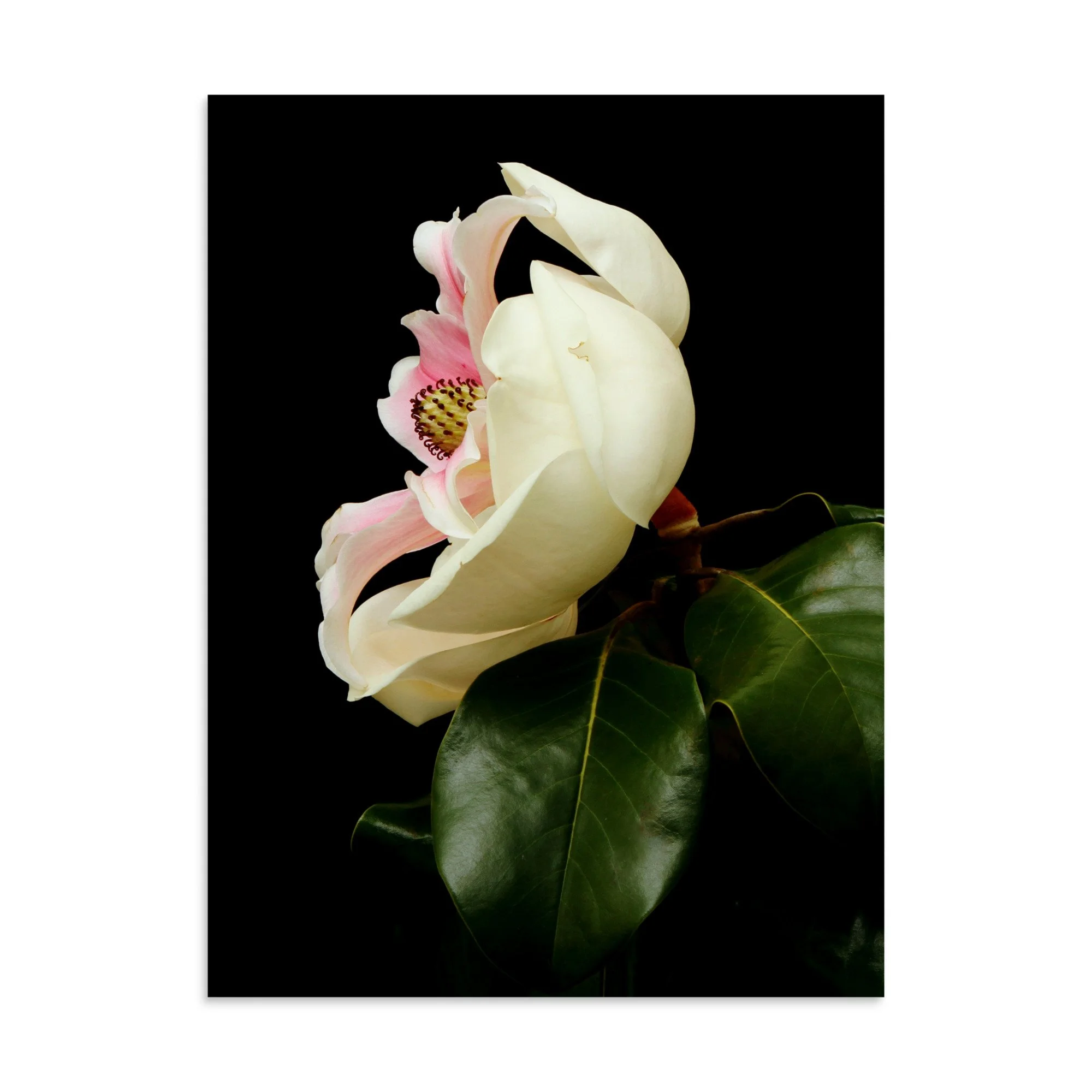 enhanced-matte-paper-poster-(in)-30x40-front-6a9d7cffac72c.jpg