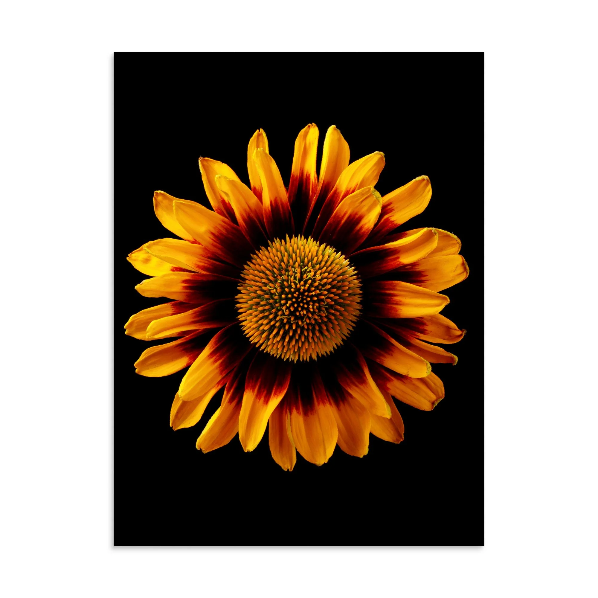 enhanced-matte-paper-poster-(in)-30x40-front-6a9d82a4092e9.jpg