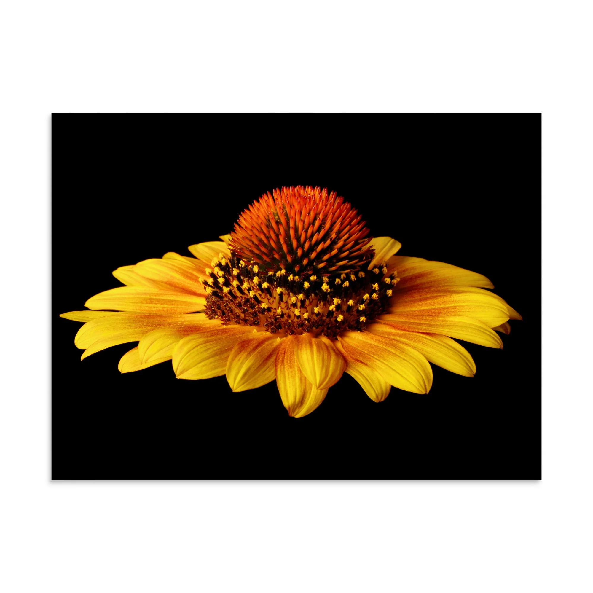 enhanced-matte-paper-poster-(in)-30x40-front-6a9d8627d1d4f.jpg