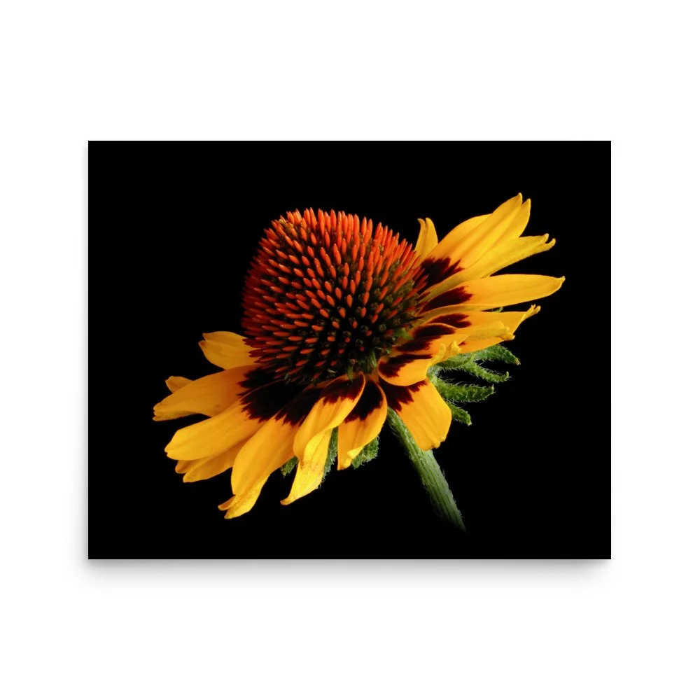 enhanced-matte-paper-poster-(in)-16x20-front-6a9d8c4e746e6.jpg