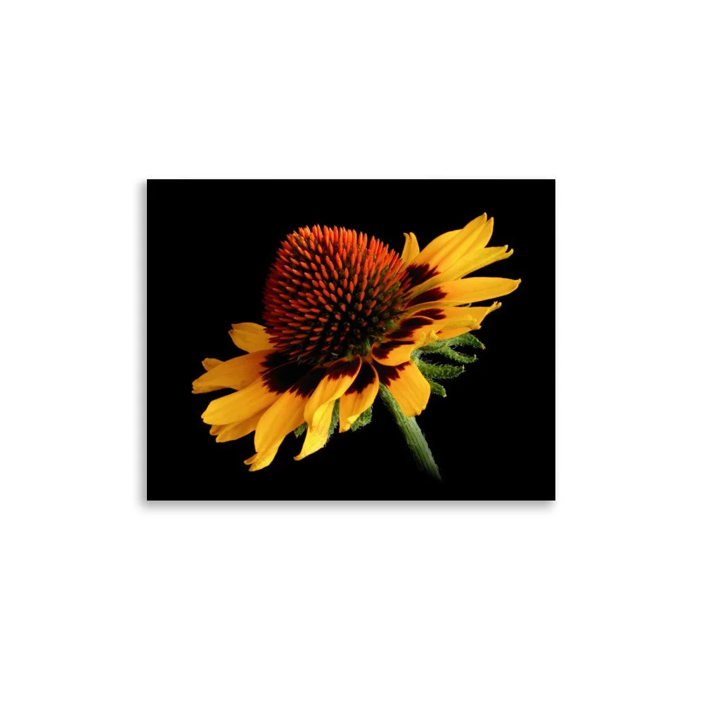 enhanced-matte-paper-poster-(in)-11x14-front-6a9d8c4e7545d.jpg