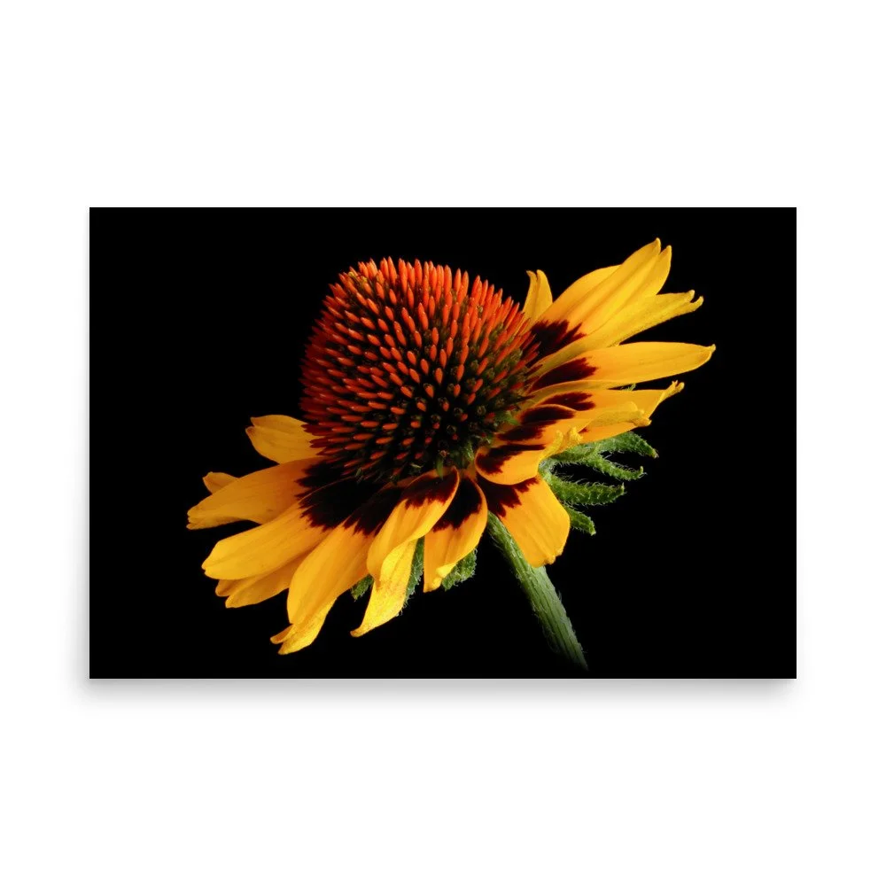 enhanced-matte-paper-poster-(in)-24x36-front-6a9d8c4e754df.jpg
