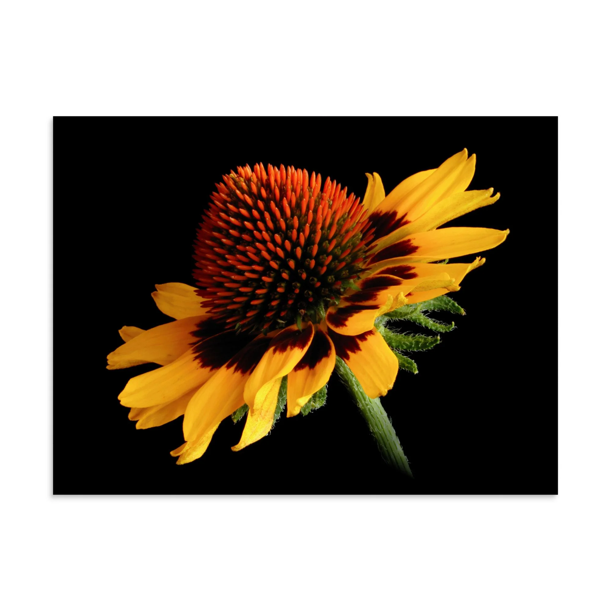 enhanced-matte-paper-poster-(in)-30x40-front-6a9d8c4e7552a.jpg