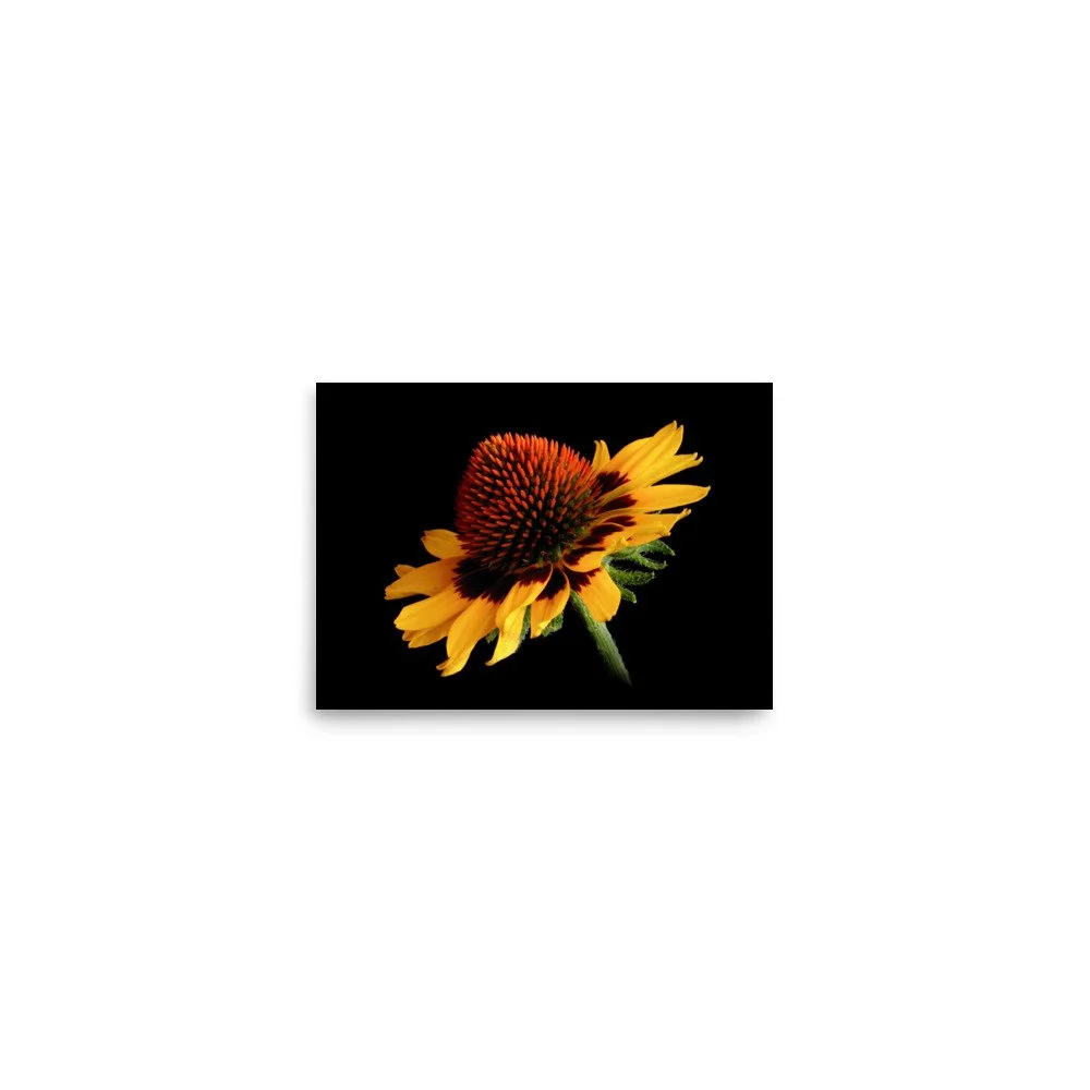 enhanced-matte-paper-poster-(in)-5x7-front-6a9d8c4e7554e.jpg