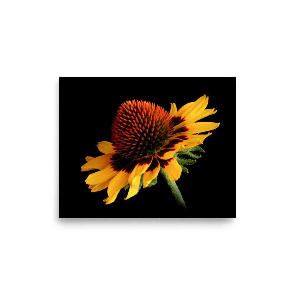 enhanced-matte-paper-poster-(in)-8x10-front-6a9d8c4e7557a.jpg