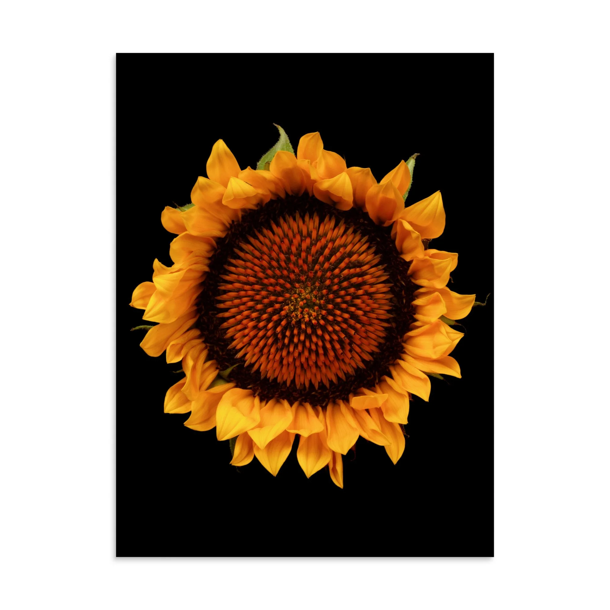 enhanced-matte-paper-poster-(in)-30x40-front-6a9d8efb87f8b.jpg