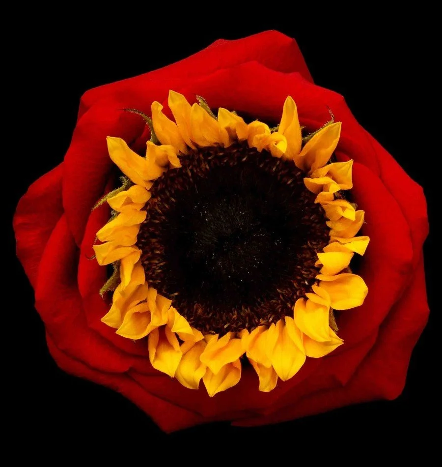 Vonflora Superflower 09.jpg