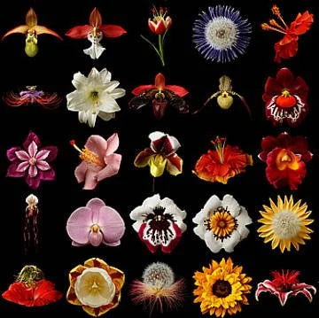Collection of 20 different exotic flowers with diverse colors and shapes, displayed against a black background.