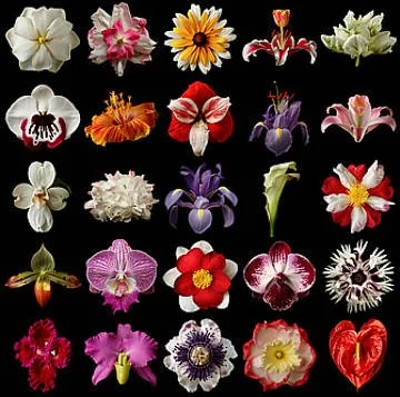A collection of various colorful flowers displayed against a black background.