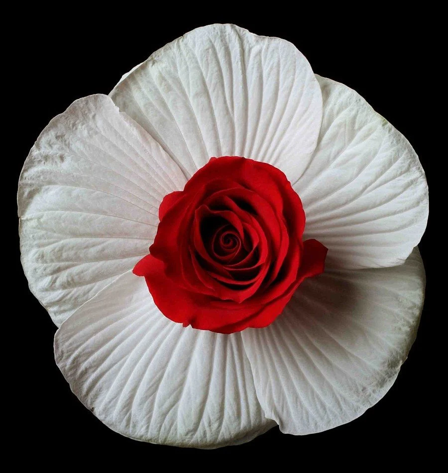 Vonflora Superflower 23.jpg