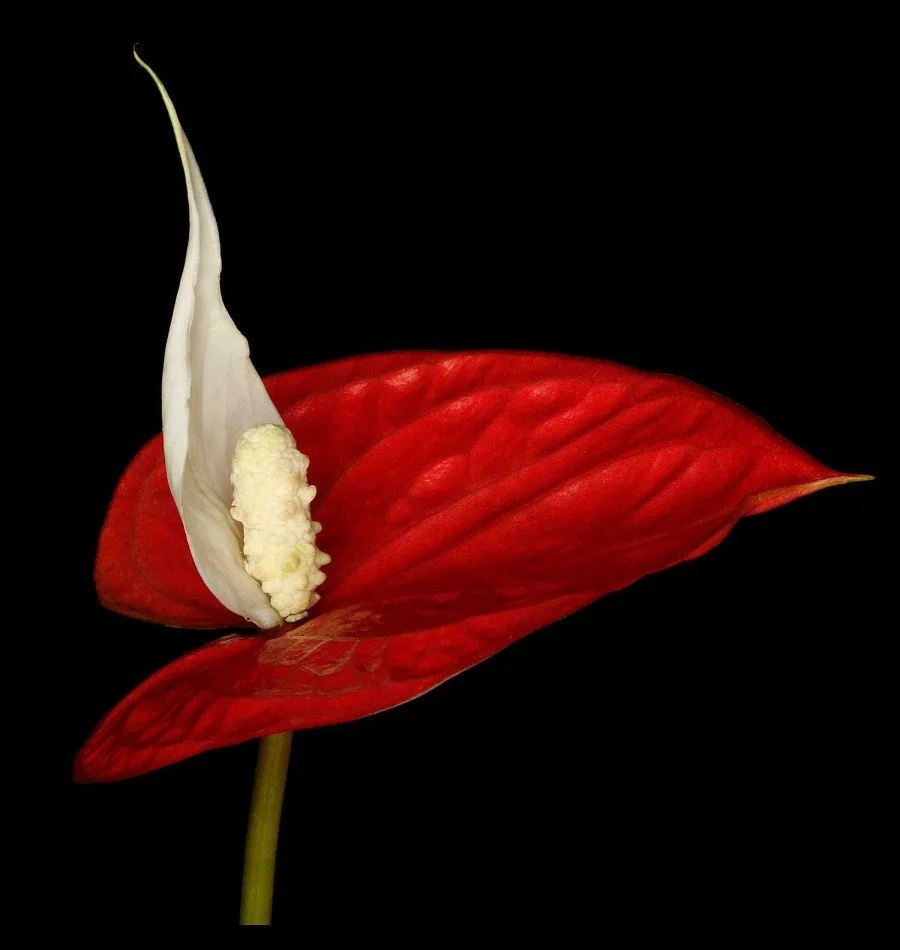 Vonflora Superflower 29.jpg