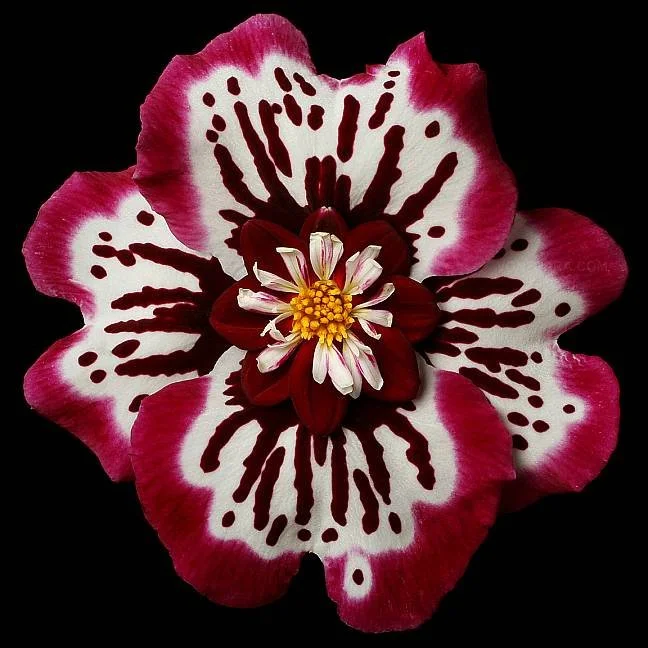 Close-up of a multi-layered flower with white petals edged in pink, dark red inside, and a yellow center against a black background.
