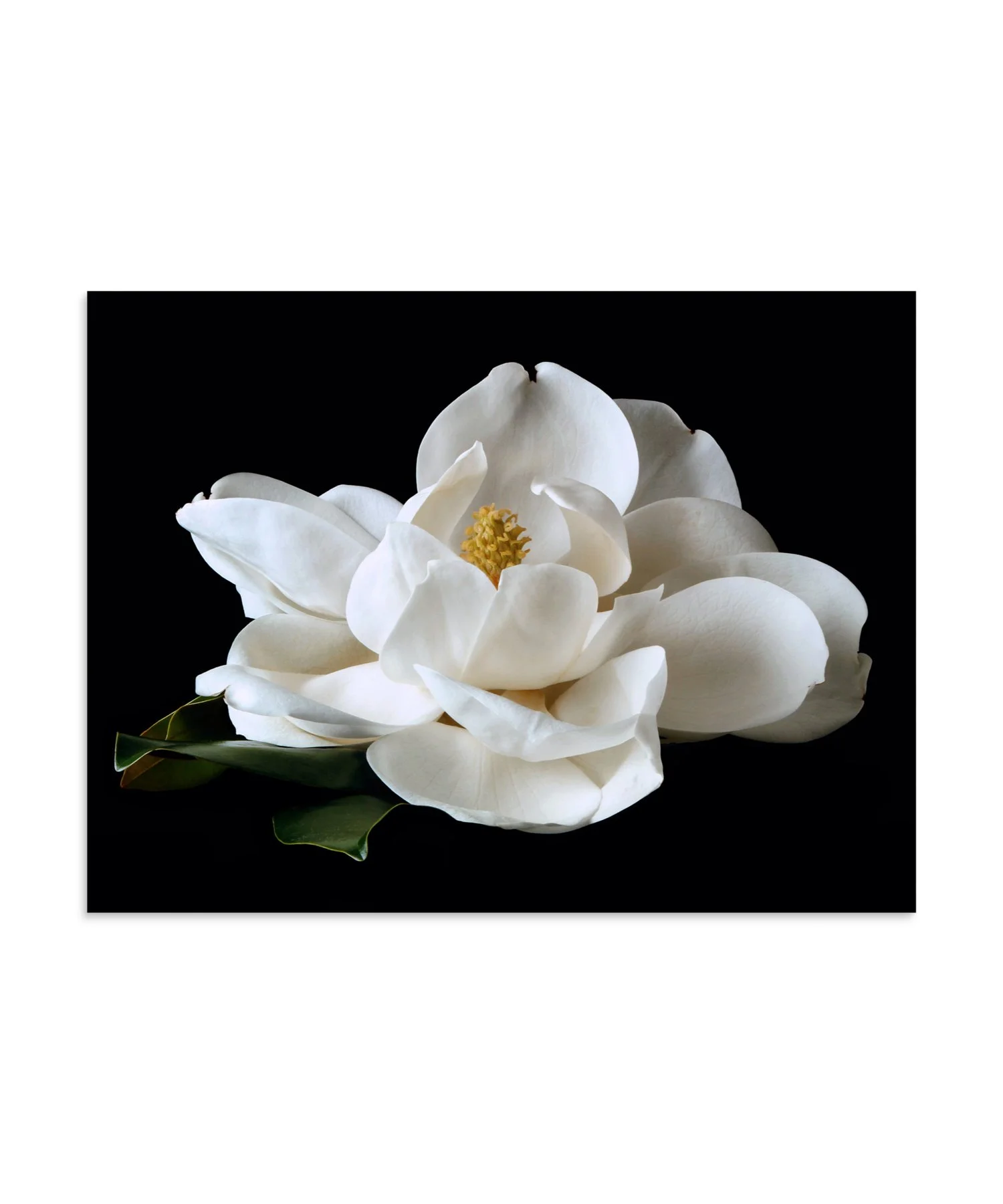 enhanced-matte-paper-poster-(in)-30x40-front-6a76083b9a555.jpg