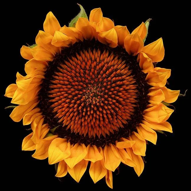 Close-up of a vibrant sunflower with yellow petals and a dark center against a black background.