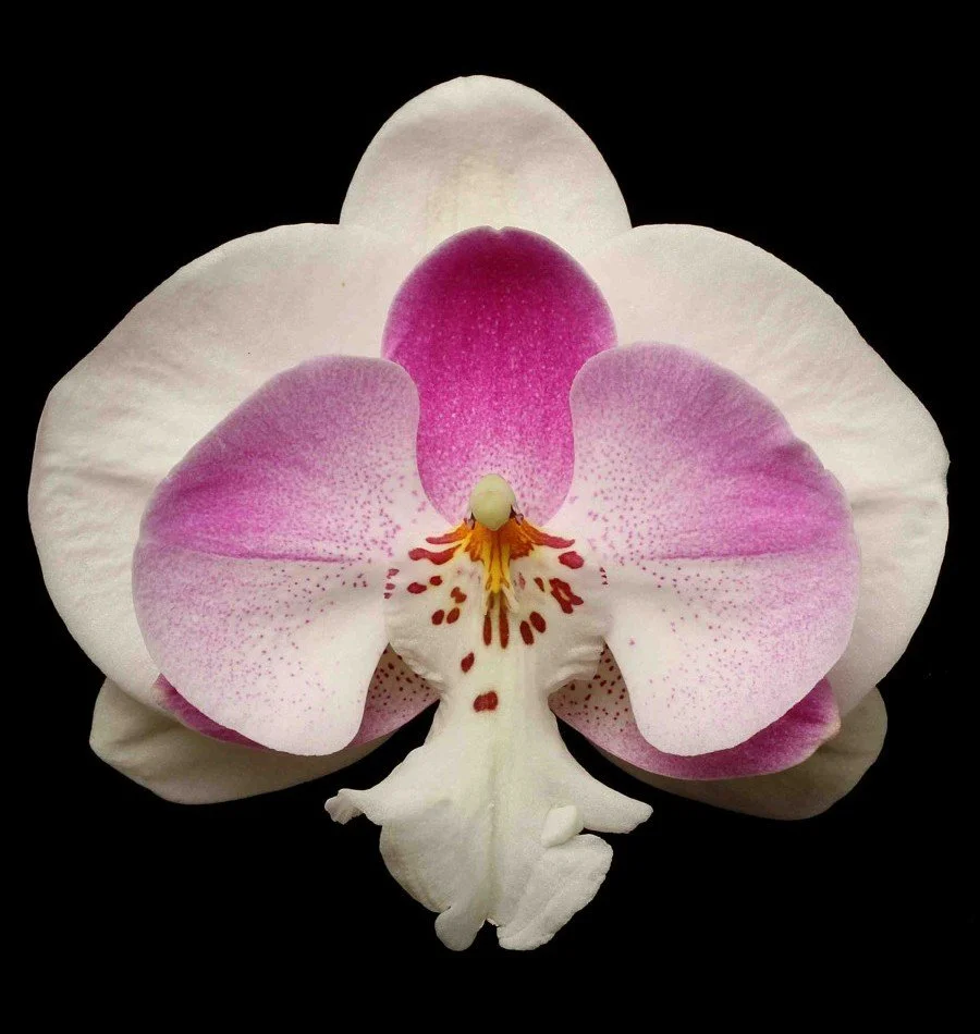 Vonflora Superflower 59.jpg