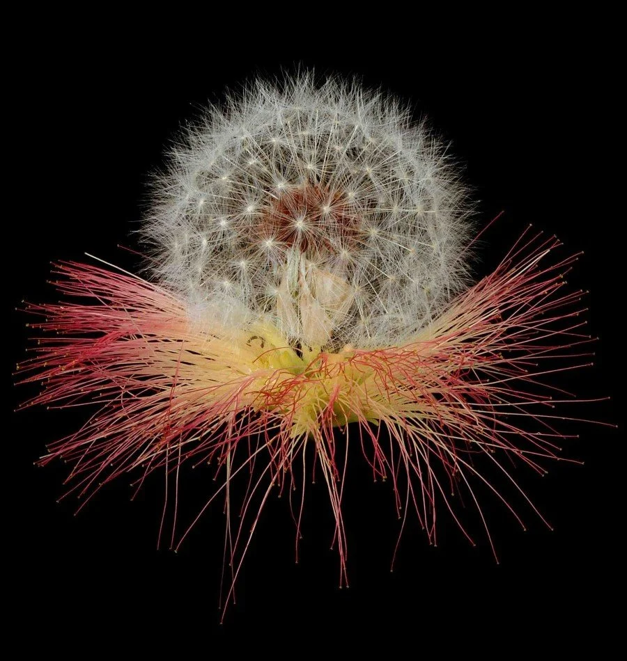 Vonflora Superflower 11.jpg