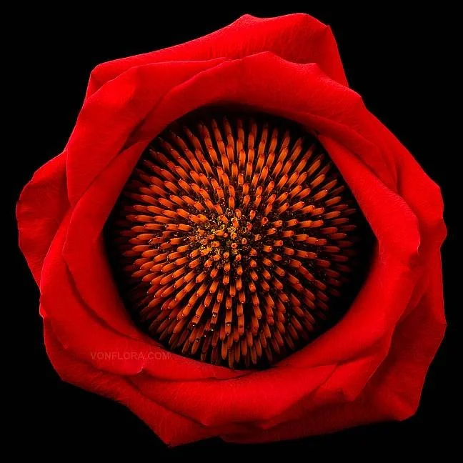 Close-up of a red rose with a sunflower seed head in the center