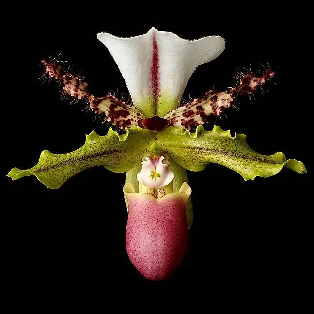 A close-up of a unique orchid flower with a black background, featuring pink, green, white, and brown colors in a symmetrical pattern.