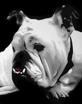 dog33.jpg