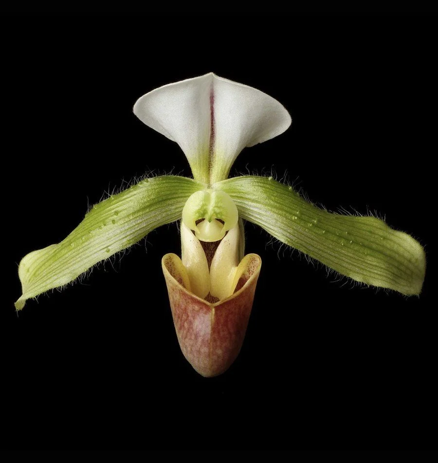 Vonflora Superflower 19.jpg