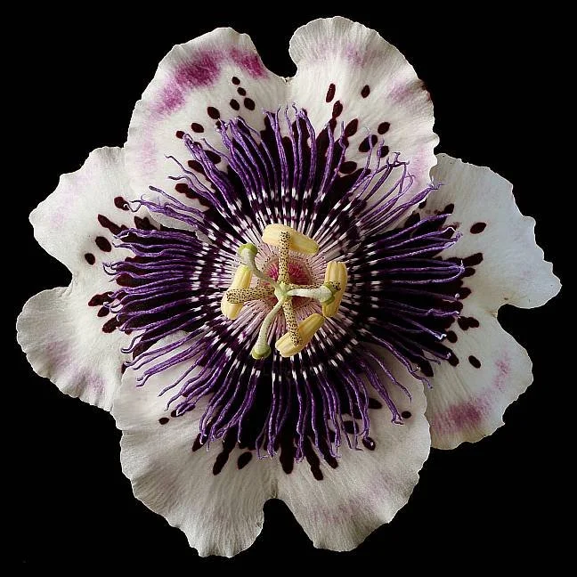 Close-up of a passionflower with white petals, purple filaments, and yellow-green reproductive structures on a black background.