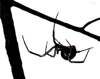 blackwidow2.jpg