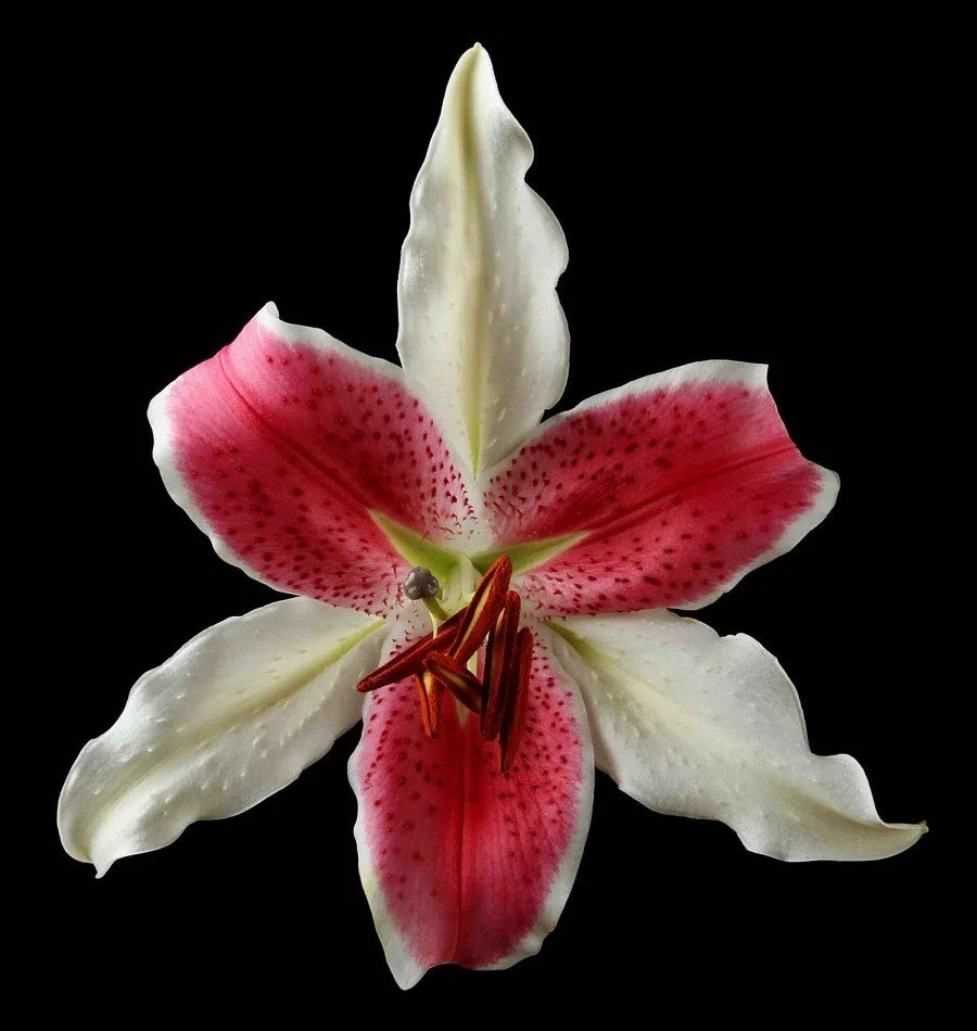 Vonflora Superflower 25.jpg