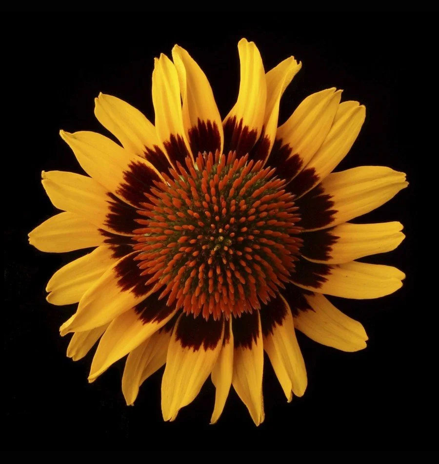 Vonflora Superflower 26.jpg