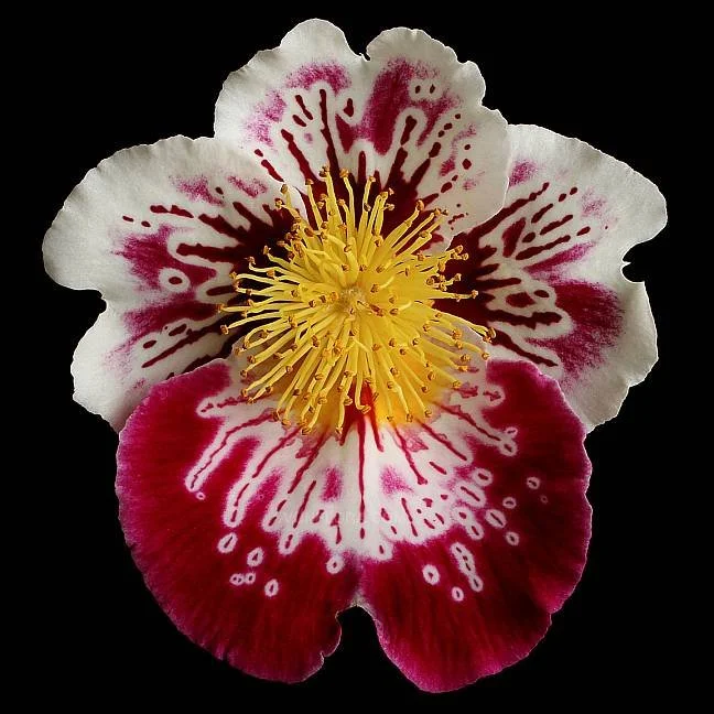Close-up of a colorful flower with white, pink, and burgundy petals and yellow stamens against a black background.